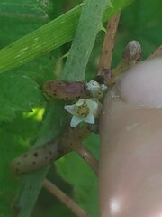 Cuscuta lupuliformis