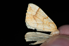 Eulithis mellinata