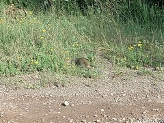 Poliocitellus franklinii