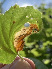 Phylloporia bistrigella