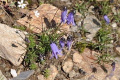 Campanula excisa