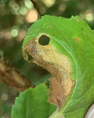 Phylloporia bistrigella