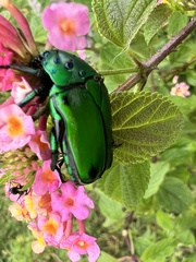 Heterorrhina elegans