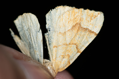 Eulithis mellinata