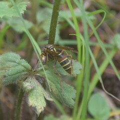 Polistes quadricingulatus