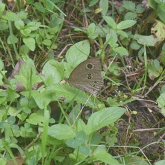 Ypthima nikaea