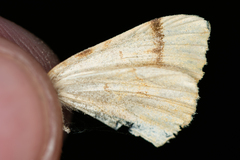 Eulithis mellinata