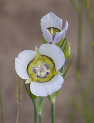 Calochortus gunnisonii