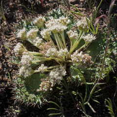 Arctopus monacanthus