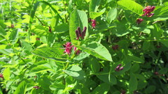Lonicera chamissoi, photograph Светлана Царахова, CC0, iNaturalist via GBIF