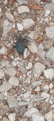Carabus scabrosus tauricus