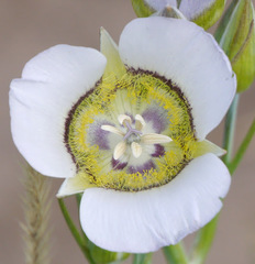 Calochortus gunnisonii