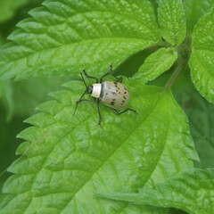 Meristata spilota