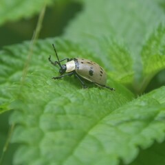 Meristata spilota