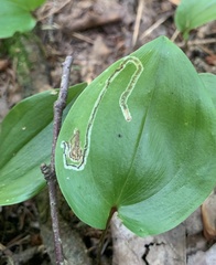 Liriomyza smilacinae
