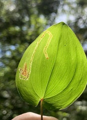 Liriomyza smilacinae