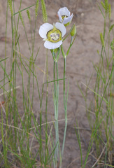 Calochortus gunnisonii