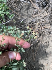 Sibbaldianthe bifurca