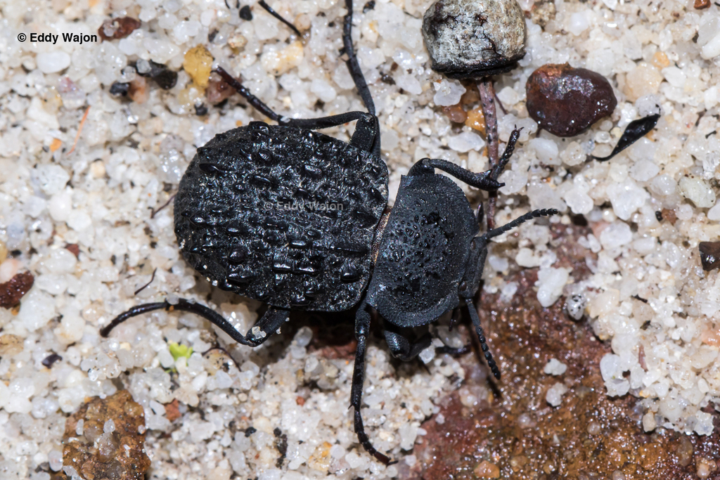 Dysarchus duboulayi