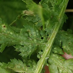 Puccinia tanaceti