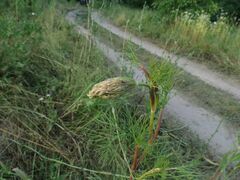 Seseli annuum