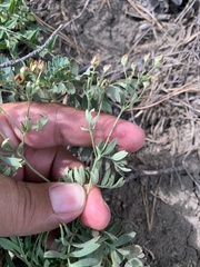 Sibbaldianthe bifurca