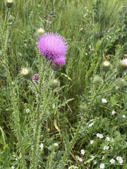 Carduus acanthoides