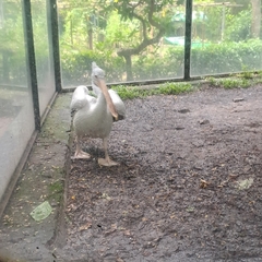 Pelecanus philippensis