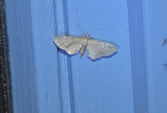 Gymnoscelis rufifasciata