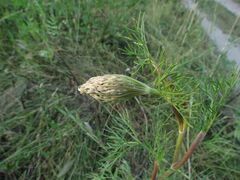 Seseli annuum