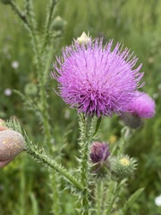 Carduus acanthoides
