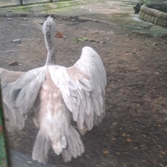 Pelecanus philippensis