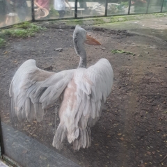 Pelecanus philippensis