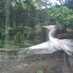 Pelecanus philippensis