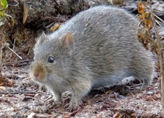 Sigmodon arizonae