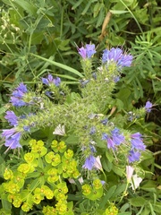 Echium vulgare
