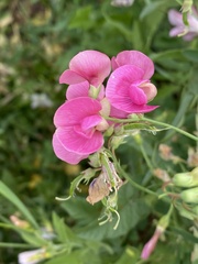 Lathyrus tuberosus