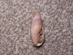 Isara carbonaria
