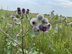 Arctium tomentosum