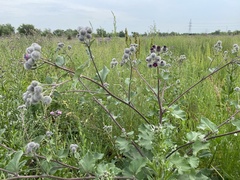 Arctium tomentosum
