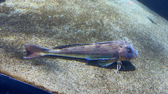 Chelidonichthys