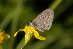 Pseudonacaduba sichela sichela