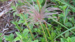 Geum pentapetalum