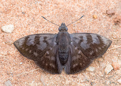 Pellicia vecina