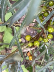 Hippophae rhamnoides