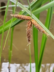 Bolboschoenus glaucus