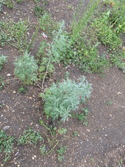 Artemisia sieversiana