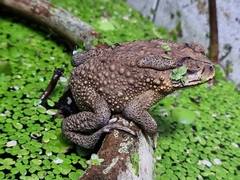 Duttaphrynus melanostictus