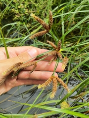 Bolboschoenus glaucus