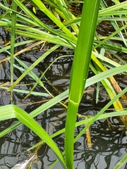 Bolboschoenus glaucus